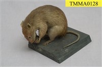 藏品(溝鼠)的圖片